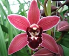 Cymbid Mini Christmas Wish - Cymbidium Mini - Orchids - Flowers by ...